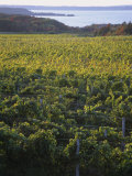 Vineyards Near Traverse City, Michigan, USA Photographic Print by Michael Snell