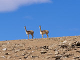 Marco Simoni - Vicuna Near Laguna Colorado, Reserva Nacional Eduardo Avaroa, Los Lipez, Bolivia Fotografická reprodukce Marco Simoni - Vicuna Near Laguna Colorado, Reserva Nacional Eduardo Avaroa, Los Lipez, Bolivia Fotografická reprodukce