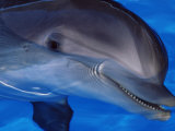 Close-Up of a Dolphin, Loro Parque, Puerto De La Cruz, Tenerife, Canary Islands, Spain Photographic Print by Marco Simoni