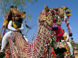 Camels Adorned with Colourful Tassels and Bridles, Bikaner Desert Festival, Rajasthan State, India Photographic Print by Marco Simoni
