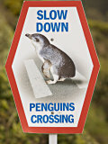Sign Warning Drivers About Penguins in the Road, Wellington, North Island, New Zealand Photographic Print by Don Smith