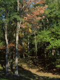 Woods in Autumn, Hudson Valley, New York State, USA Photographic Print by Nedra Westwater