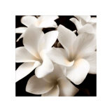 Plumeria View Edition limitée par Peterson 