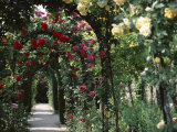 Arches Covered with Roses, Generalife Gardens, Alhambra, Granada Photographic Print by Nedra Westwater