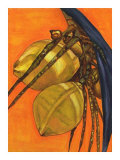 Sunshine Coconuts Limited Edition