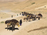 Kuchie Nomad Camel Train, Between Chakhcharan and Jam, Afghanistan Photographic Print by Jane Sweeney