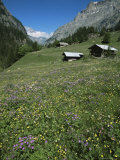 Early Summer Meadow Flowers, Above Kandersteg, Swiss Alps, Switzerland Photographic Print by Tony Waltham