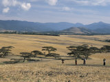 Acacia Trees on High Grasslands in Front of Bale Mountains, Southern Highlands, Ethiopia, Africa Lámina fotográfica por Tony Waltham Acacia Trees on High Grasslands in Front of Bale Mountains, Southern Highlands, Ethiopia, Africa Lámina fotográfica por Tony Waltham