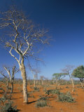 Acacia Trees on Red Soils, Near Goba, Southern Highlands, Ethiopia, Africa Lámina fotográfica por Tony Waltham Acacia Trees on Red Soils, Near Goba, Southern Highlands, Ethiopia, Africa Lámina fotográfica por Tony Waltham