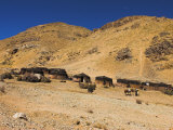 Aimaq Nomad Camps, Near Village of Jam, Ghor (Ghowr Province), Afghanistan Photographic Print by Jane Sweeney