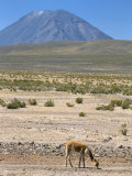 Vicuna Grazing on Altiplano Desert, El Misti Volcano Behind, Near Arequipa, Peru, South America Photographic Print by Tony Waltham