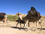 Woman Sitting on Top of Camel, Kuchie Nomad Camel Train, Between Chakhcharan and Jam, Afghanistan Photographic Print by Jane Sweeney
