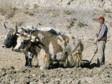 Yak-Drawn Plough in Barley Field High on Tibetan Plateau, Tibet, China Fotografisk tryk af Tony Waltham