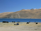 Yaks Graze by Yamdrok Lake Beside Old Lhasa-Shigatse Road, Tibet, China Photographic Print by Tony Waltham