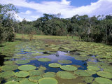 Victoria Amazonica (Giant Water-Lily), Parque Ecologico Do Janauary, Manaus, Amazonas, Brazil Photographic Print by Jane Sweeney