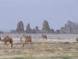 Tufa Towers at Lac Abhe, Afar Triangle, Djibouti Photographic Print by Tony Waltham