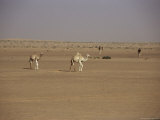 Camels in Desert Between Nouadhibou and Nouakchott, Mauritania, Africa Photographic Print by Jane Sweeney