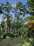 Coconut Palms and Fan Palms, Tropical Botanical Gardens, Hilo, Hawaiian Islands Photographic Print by Tony Waltham