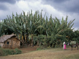 Typical House, Southern Ethiopia, Ethiopia, Africa Photographic Print by Jane Sweeney