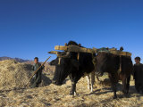 Boys Threshing with Oxen, Bamiyan, Bamiyan Province, Afghanistan Photographic Print by Jane Sweeney