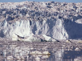 Eqip Glacier, West Coast, Greenland Photographic Print by Tony Waltham