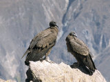 Two Condors at Cruz Del Condor, Colca Canyon, Peru, South America Photographic Print by Tony Waltham