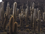 Cacti, Inkahuasa Island, Salar De Uyuni, Bolivia, South America Photographic Print by Jane Sweeney