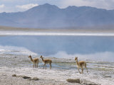 Wild Vicunas on Borax Mineral Flats, with Mineral Flat Margin, Bolivia Fotografisk tryk af Tony Waltham Wild Vicunas on Borax Mineral Flats, with Mineral Flat Margin, Bolivia Fotografisk tryk af Tony Waltham