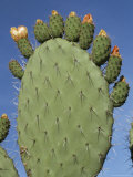 Close-Up of a Prickly Pear (Opuntia) Cactus in Flower, Sardinia, Italy Fotografie-Druck von Tony Waltham