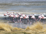 Flamingoes in Small Salt Lake Near Laguna Colorado, Southwest Highlands, Bolivia, South America Photographic Print by Tony Waltham