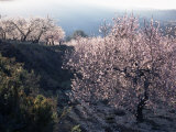 Almond Blossom in Spring, Costa Blanca, Valencia Region, Spain Photographie par Tony Waltham