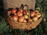 Basket of Cider Apples, Pays d'Auge, Normandie (Normandy), France Photographic Print by Guy Thouvenin