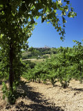 View from Vineyard of the Town of San Gimignano, Tuscany, Italy Photographic Print by Ruth Tomlinson