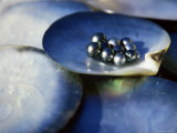Black Pearls, Cook Islands, South Pacific Lámina fotográfica por D H Webster Black Pearls, Cook Islands, South Pacific Lámina fotográfica por D H Webster