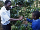Schoolchildren Learning About Coffee, Kenya, East Africa, Africa Photographic Print by Liba Taylor