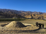 Boy Threshing with Oxen, Bamiyan Province, Afghanistan Photographic Print by Jane Sweeney