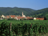 View to Village from Vineyards, Riquewihr, Haut-Rhin, Alsace, France Photographic Print by Ruth Tomlinson