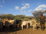 Ritual Dancing Round Cows and Bulls Before the Initiate Jumps, Turmi, Ethiopia Photographic Print by Jane Sweeney