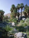 Palm Canyon, Palm Springs, California, USA Photographic Print by Ruth Tomlinson