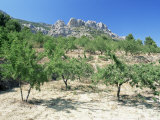 Almond Trees in the Sierra De Aitana, Alicante Area, Valencia, Spain Lámina fotográfica por Ruth Tomlinson Almond Trees in the Sierra De Aitana, Alicante Area, Valencia, Spain Lámina fotográfica por Ruth Tomlinson