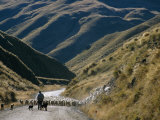 Shepherd Herding Flock of Sheep Through Mountain Pass, Glenorchy, South Island, New Zealand Photographic Print by D H Webster