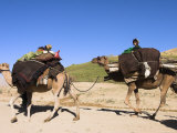 Children Sitting on Top of Camels, Between Chakhcharan and Jam, Afghanistan Photographic Print by Jane Sweeney