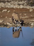 Oryx at Waterhole, Namibia, Africa Photographic Print by I Vanderharst