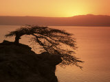Acacia Tree Silhouetted Against Lake at Sunrise, Lake Langano, Ethiopia, Africa Photographic Print by D H Webster