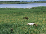 Horses in Springtime, Marais Vernier, Haute Normandie (Normandy), France Photographic Print by Guy Thouvenin