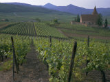 Vineyards, Hunawihr, Alsace, France Photographic Print by Guy Thouvenin
