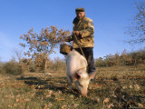 Truffle Producer with Pig Searching for Truffles in January, Quercy Region, France Photographie par Adam Tall