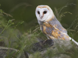 Barn Owl on Dry Stone Wall, Tyto Alba, United Kingdom Photographic Print by Steve & Ann Toon