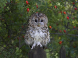 Tawny Owl (Strix Aluco), on Gate with Rosehips, Captive, Cumbria, England, United Kingdom Photographic Print by Steve & Ann Toon