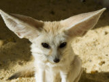 Fennec (Desert Fox) Photographic Print by Nico Tondini